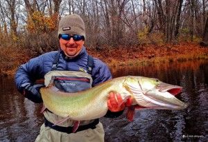 Muskies on the fly