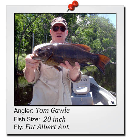tom-gawle-20-inch